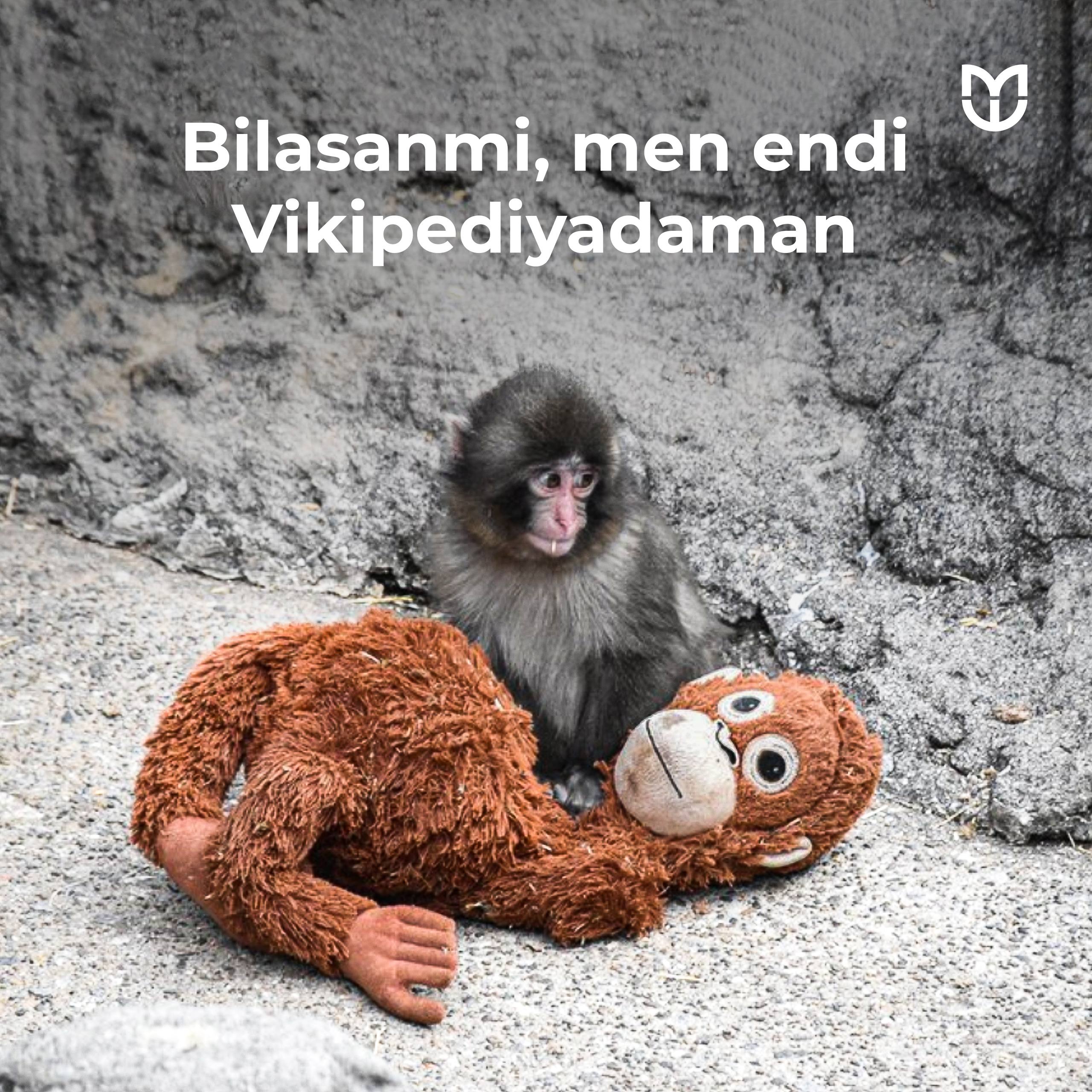 "Men endi Vikipediyadaman..."