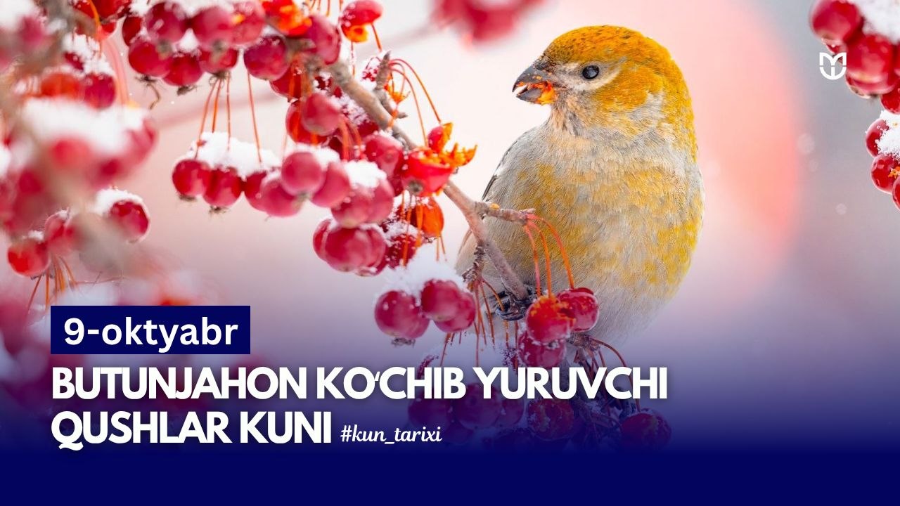 Koʻchmanchi qushlar